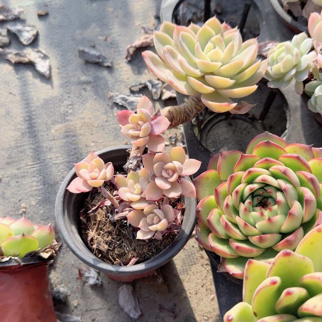 无花朵丝绸飘枝90