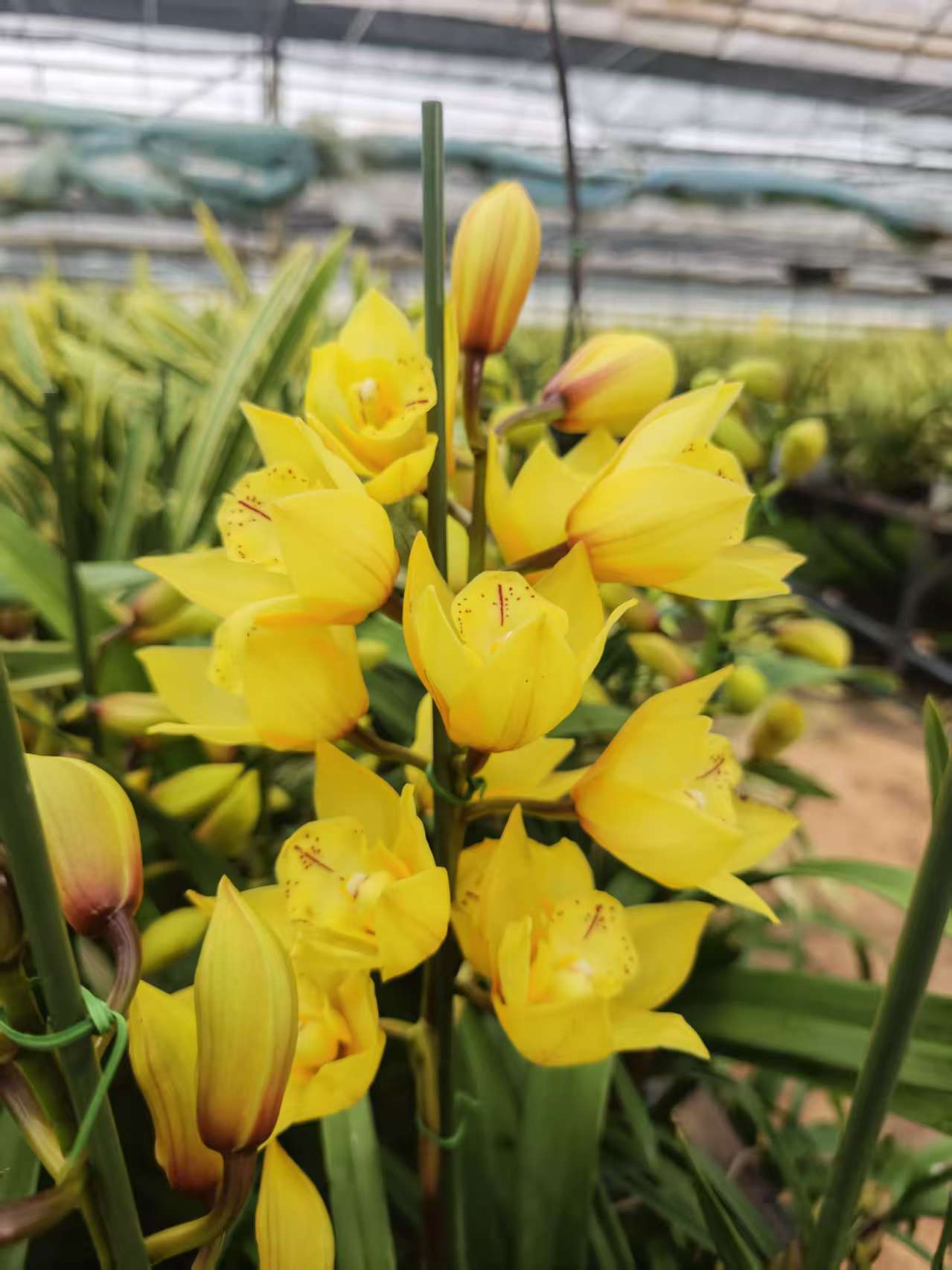 带香味好闻室内好养的大花蕙兰花卉盆栽