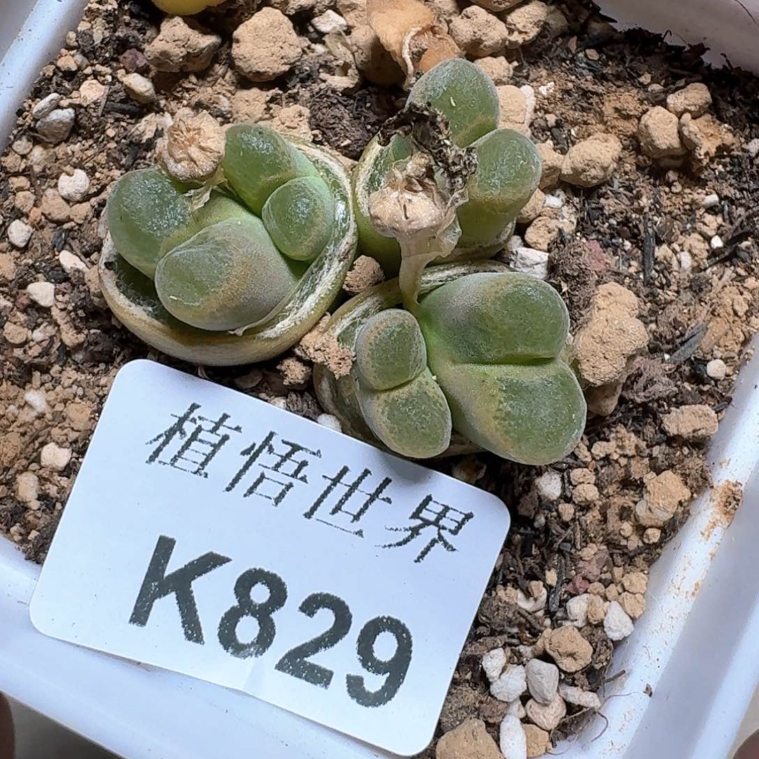 829）号多肉植物c v