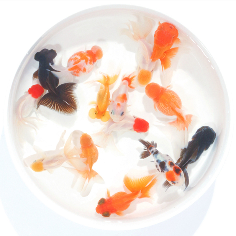 06cm-09cm 7条 观赏鱼 淡水冷水 国粹金鱼