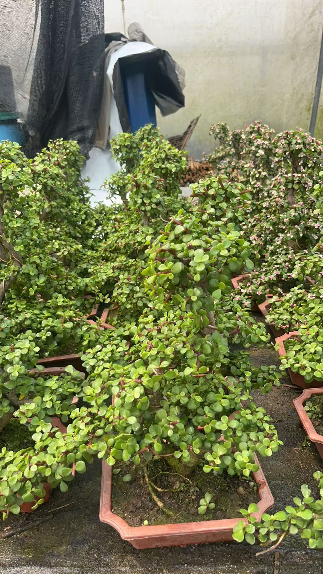 金枝玉叶直播间一物一拍专用链接