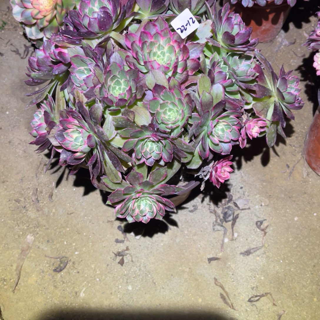 12-22-12万花筒法师锦