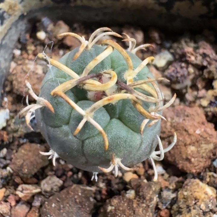 离城娇丽实生仙人球 