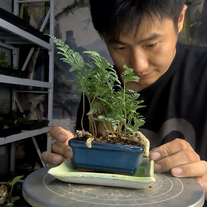 铁****员中青园艺一物一拍85