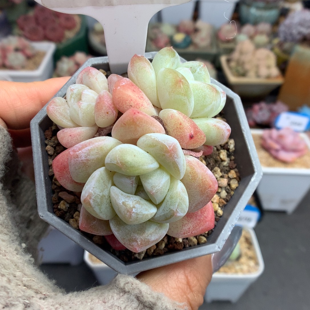 528三头冰玉多肉植物