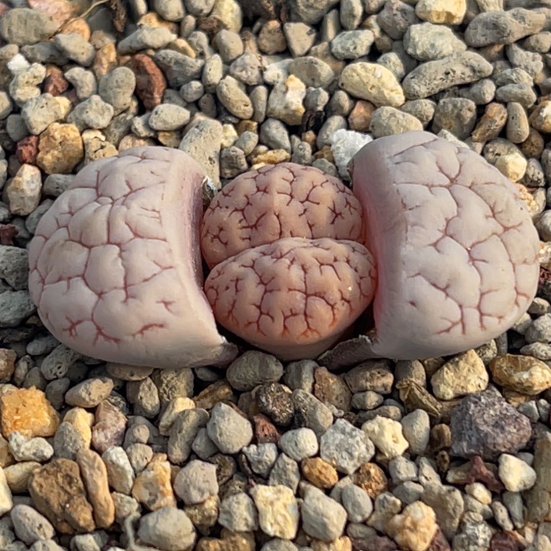 8216凹凸脑纹蛙哥189一颗