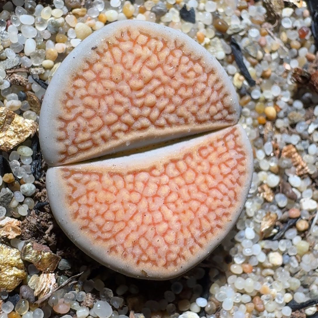 Zzz精品生石花 1027