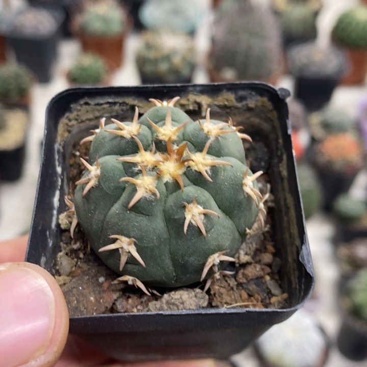 实生猫爪特价福利