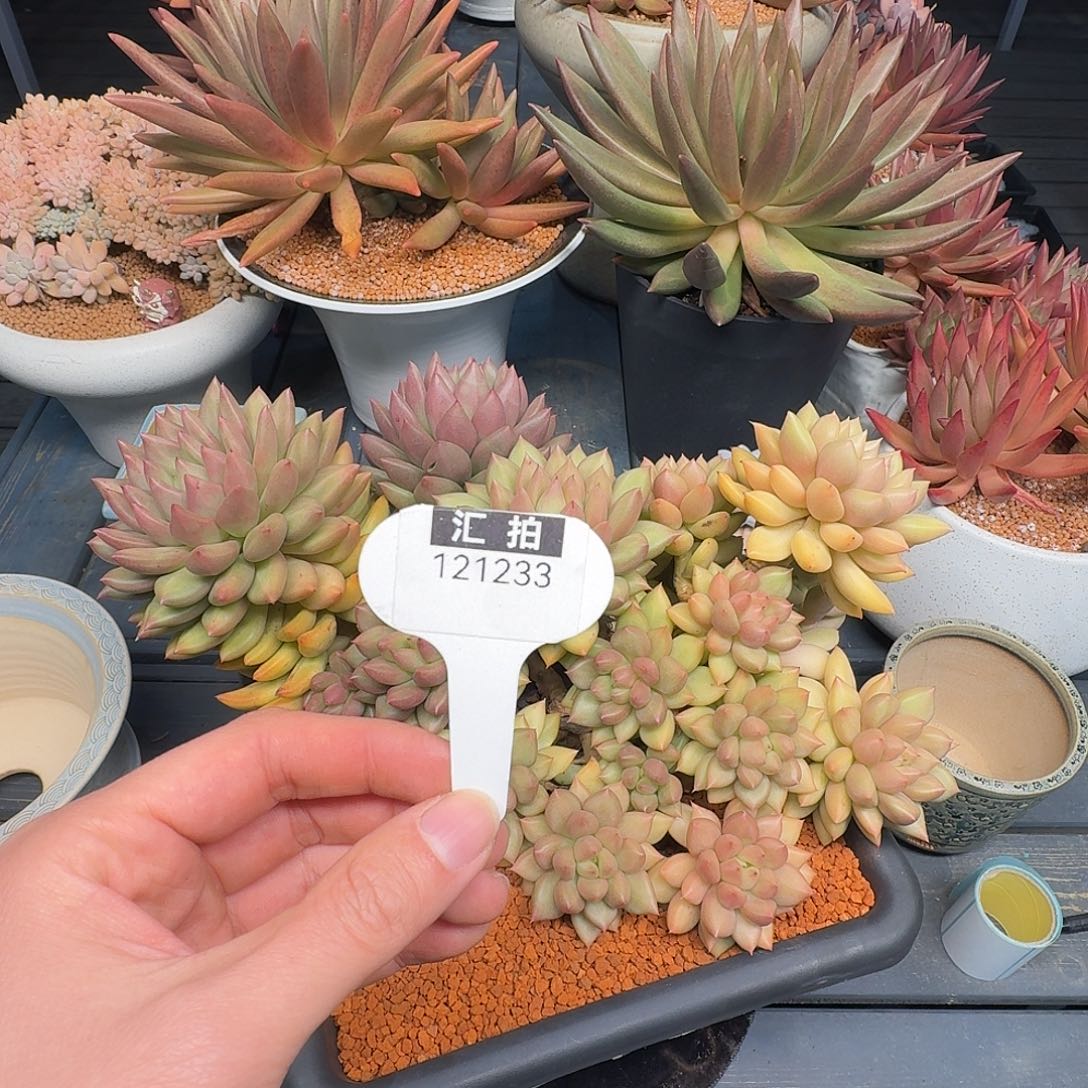 精品多肉植物121233