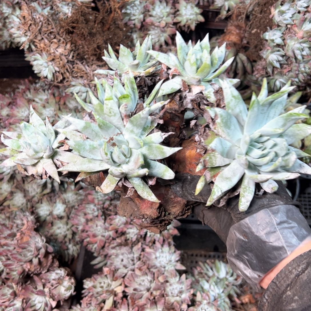 6936哈哈哈哈哈哈哈哈哈