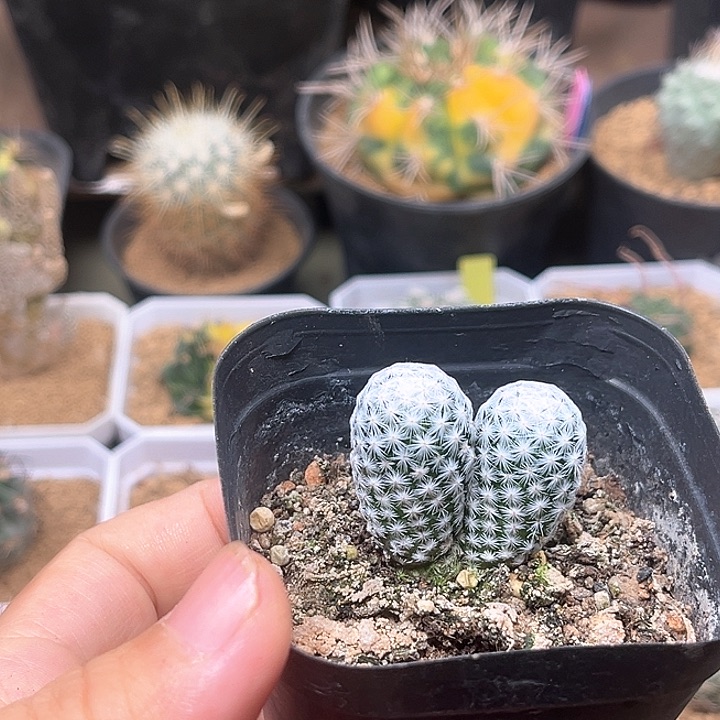 无花朵白鸟实生双头