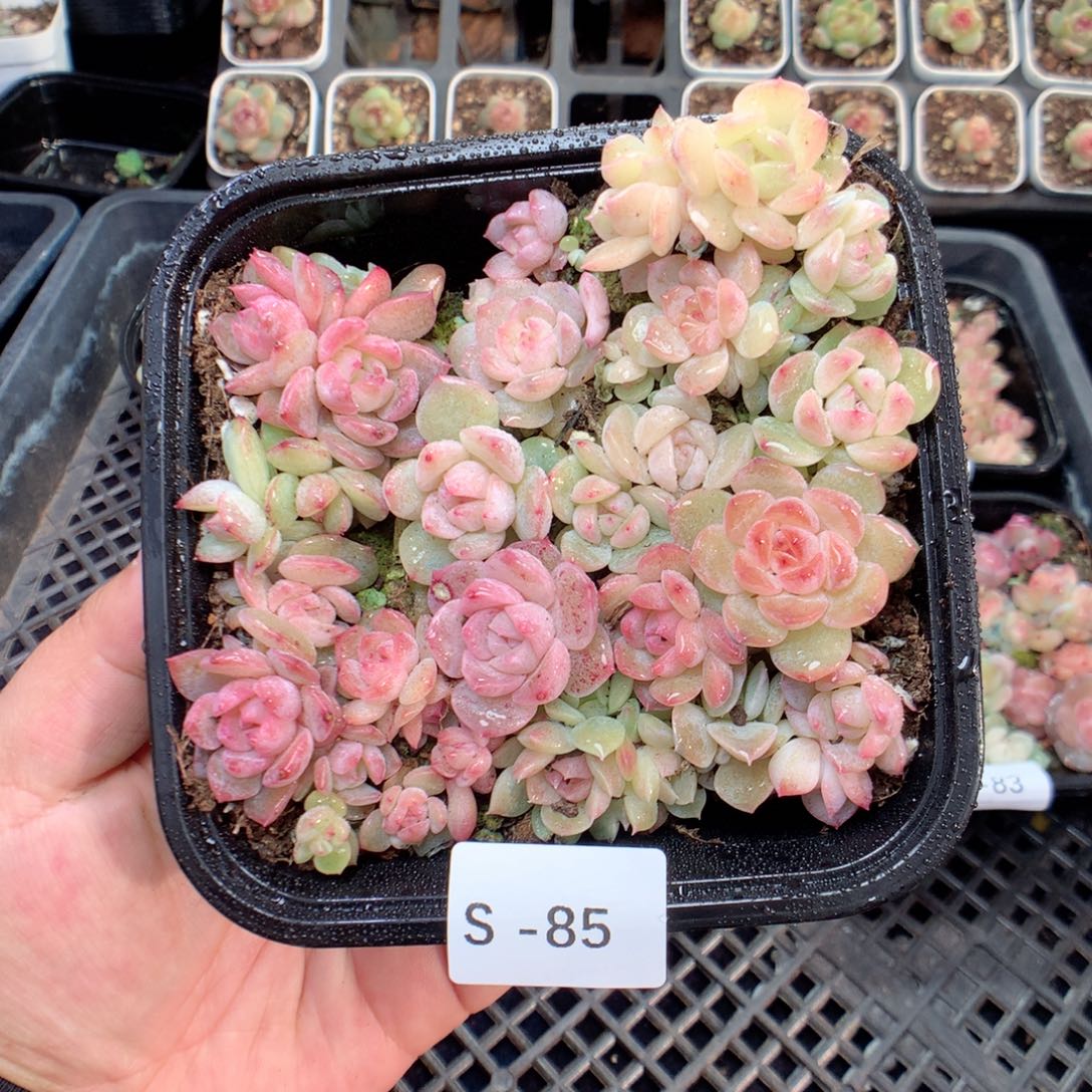 无花朵S85英语英语英语