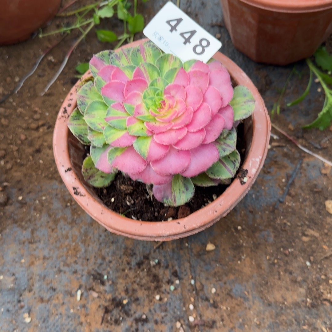 小***利精品多肉植物0448