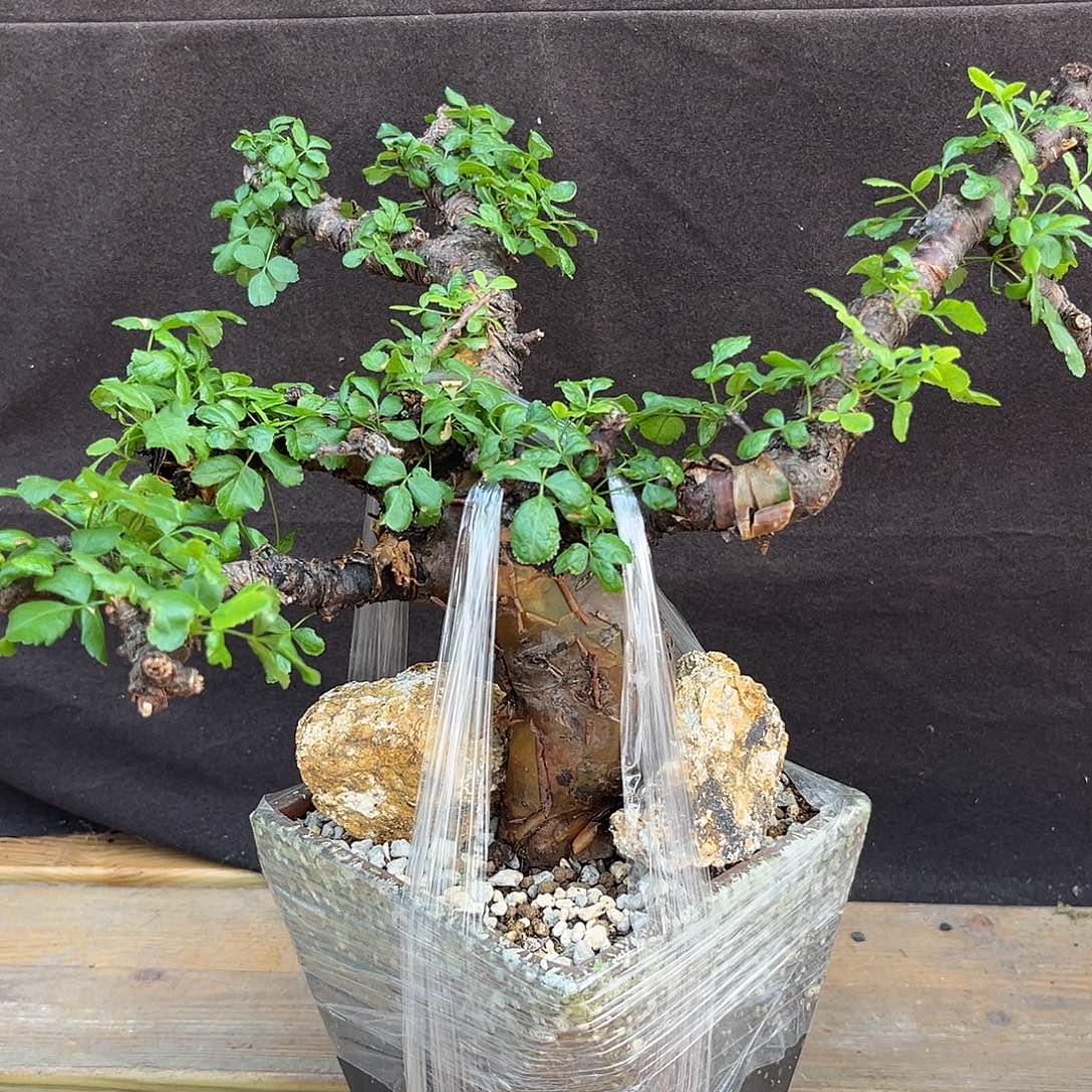 汤圆植物勃然恩斯橄榄