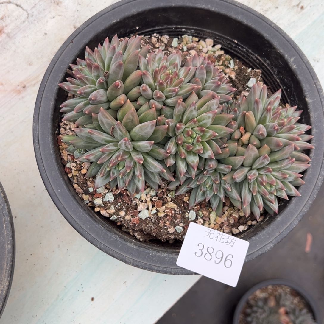 随**欲3896不包整肉肉肉肉肉肉