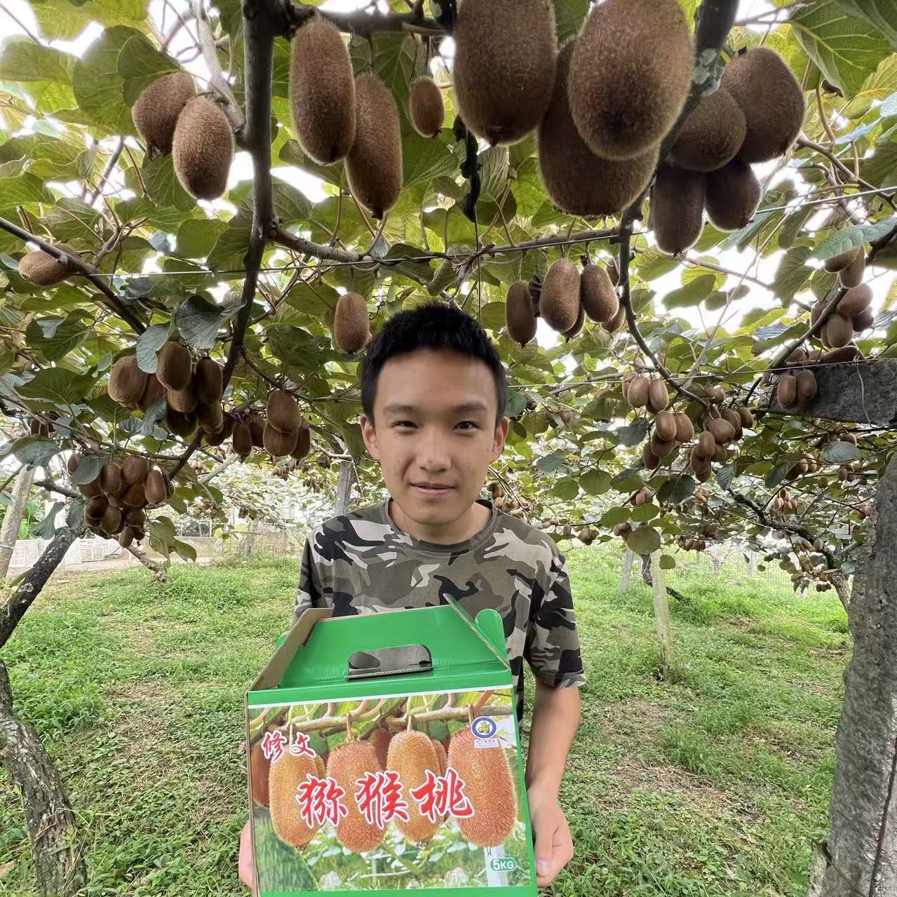 贵州正宗修文贵长绿心猕猴桃新鲜孕妇应季水果香甜多汁果园自然熟