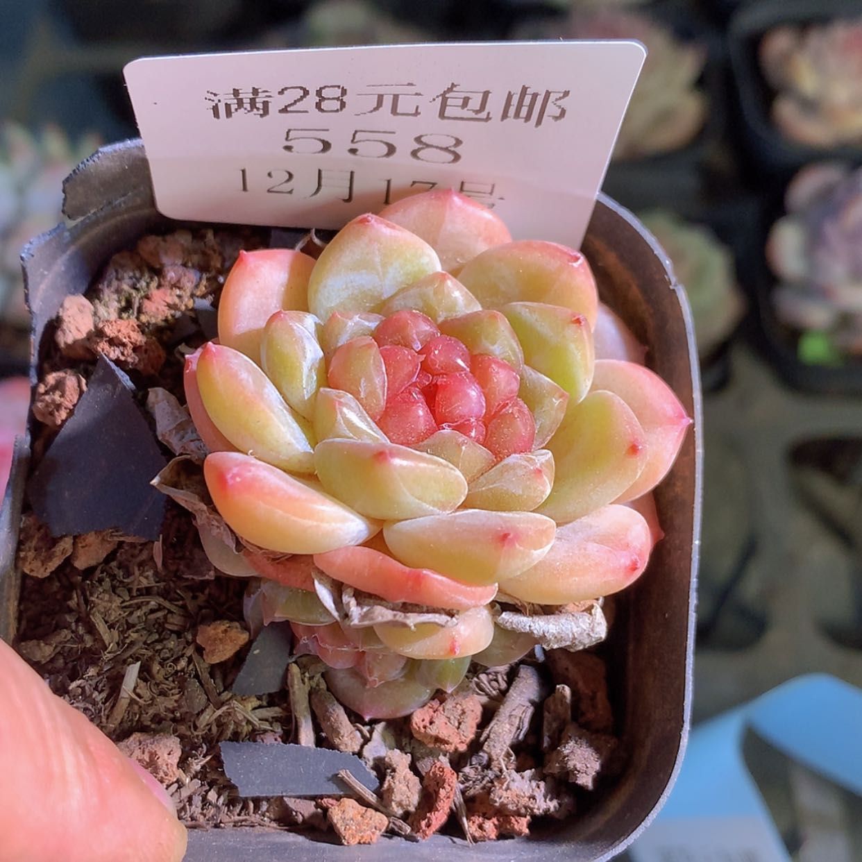 【闪购商品】云558