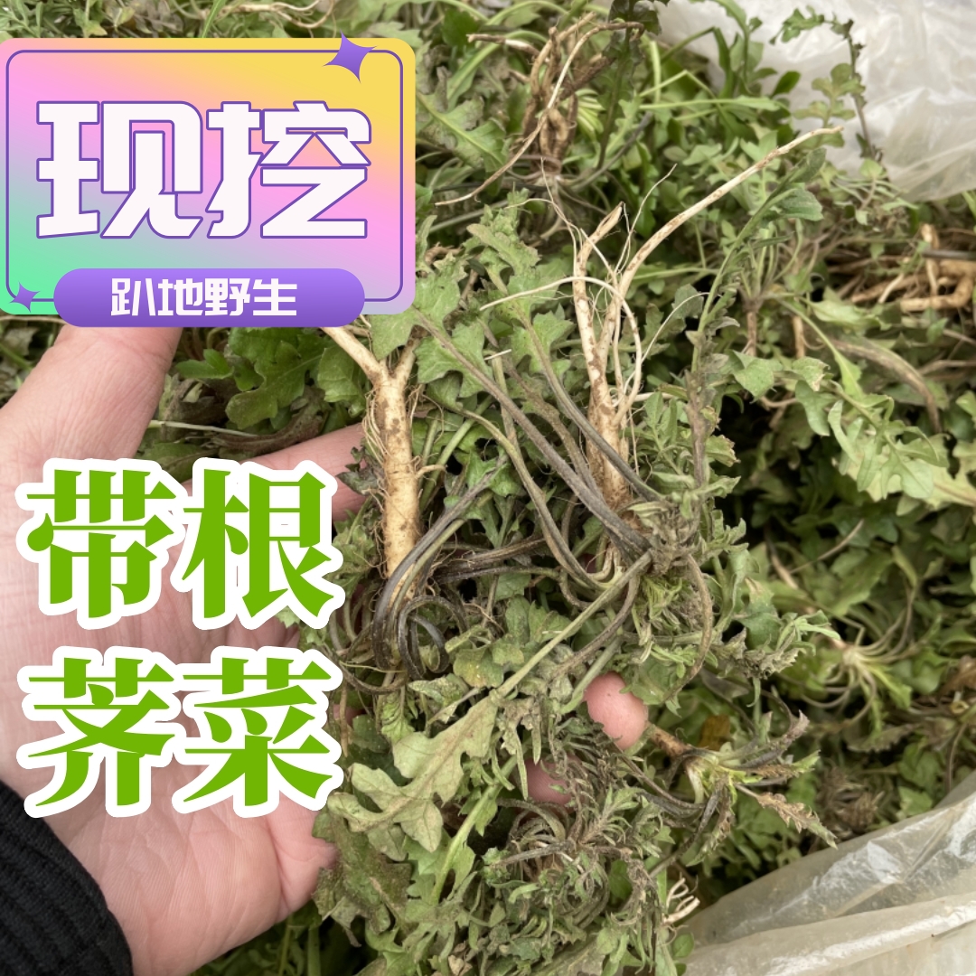 野生荠菜带根 地米菜过冬褐色季季菜2斤4斤