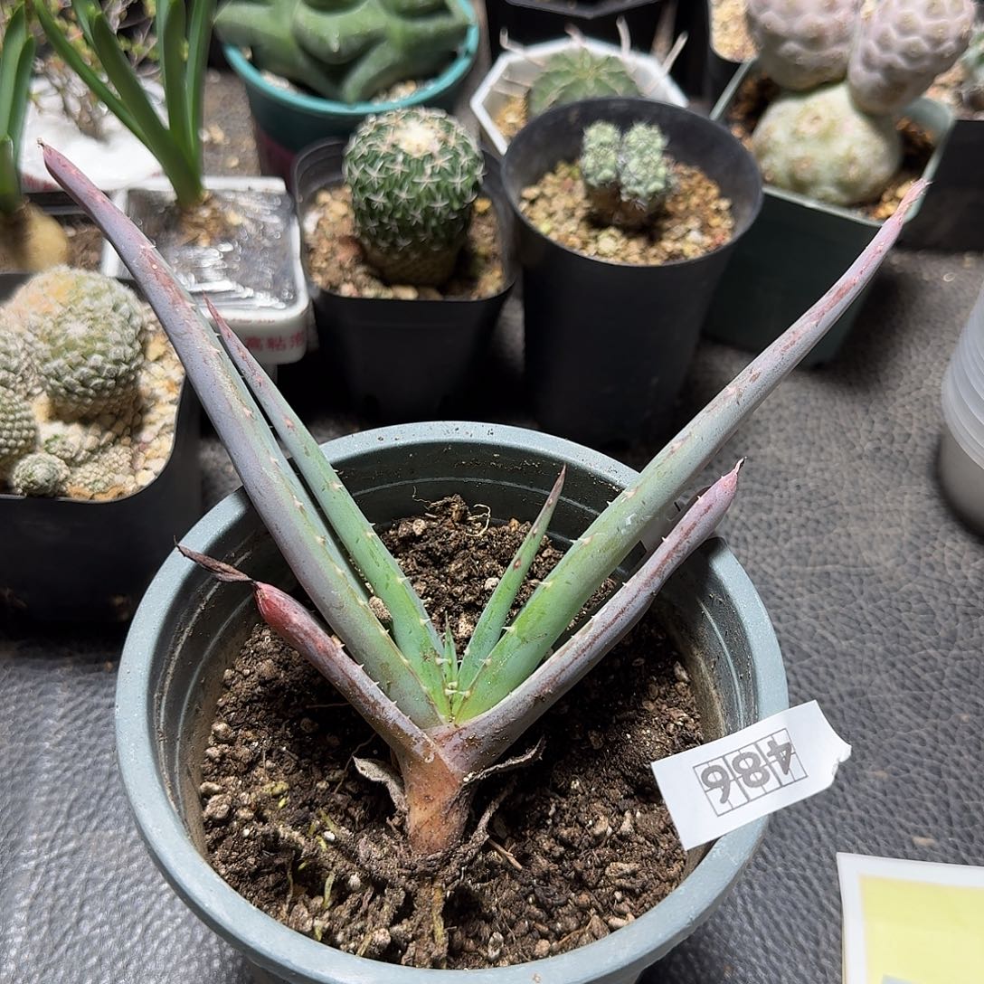 486推进器芦荟脱土发货