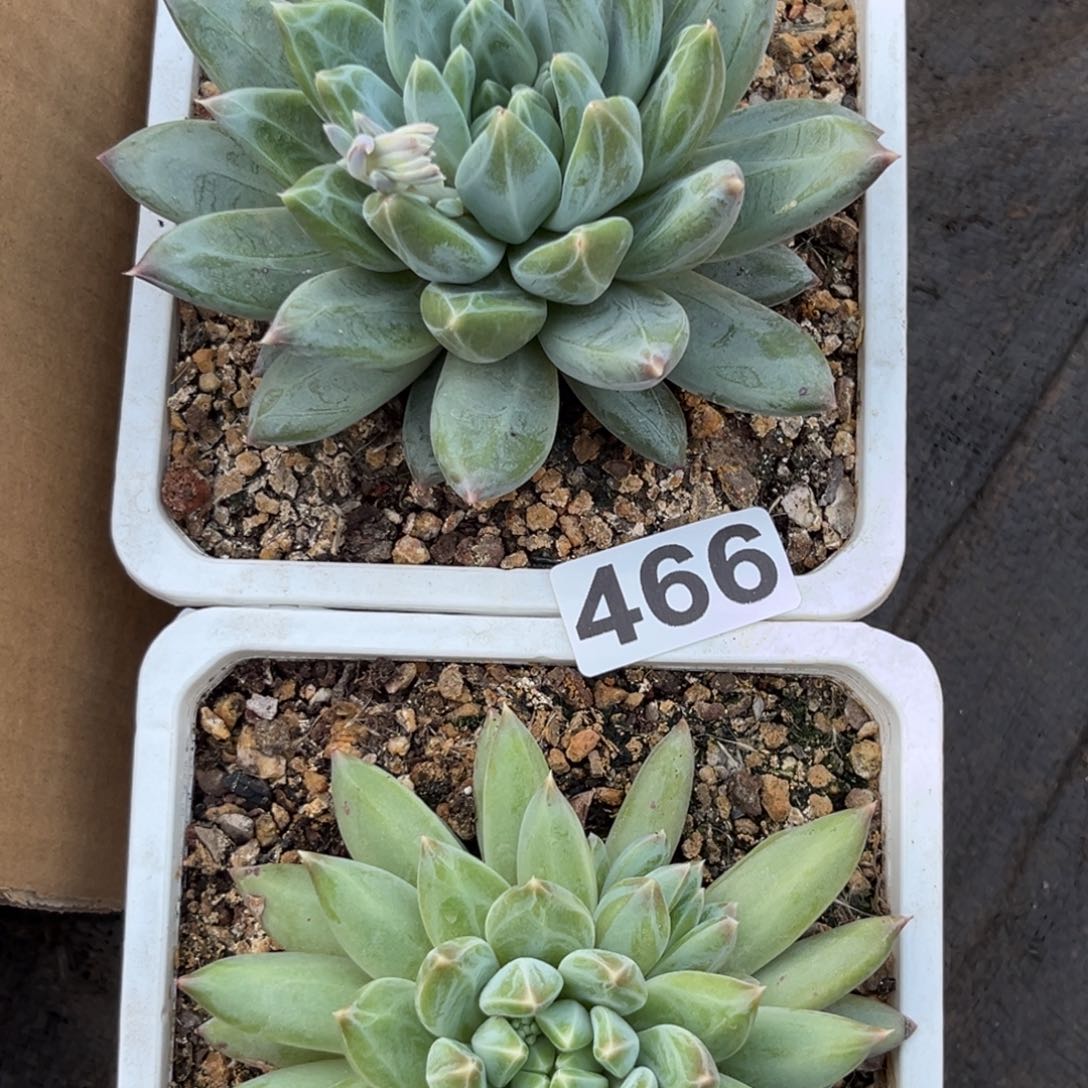 王*岁466x系列美人多肉植物