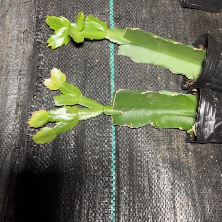 雅思嫁接多叶片小苗一颗20