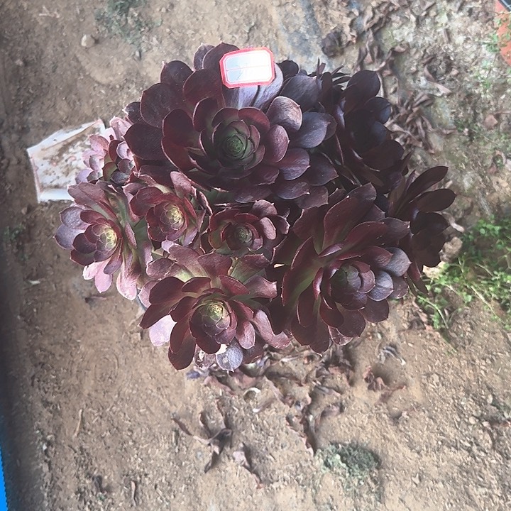 多肉植物黑玫瑰21号不包损