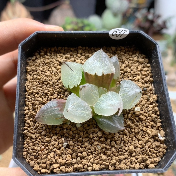 冰玉鸾寿十二卷带盆637