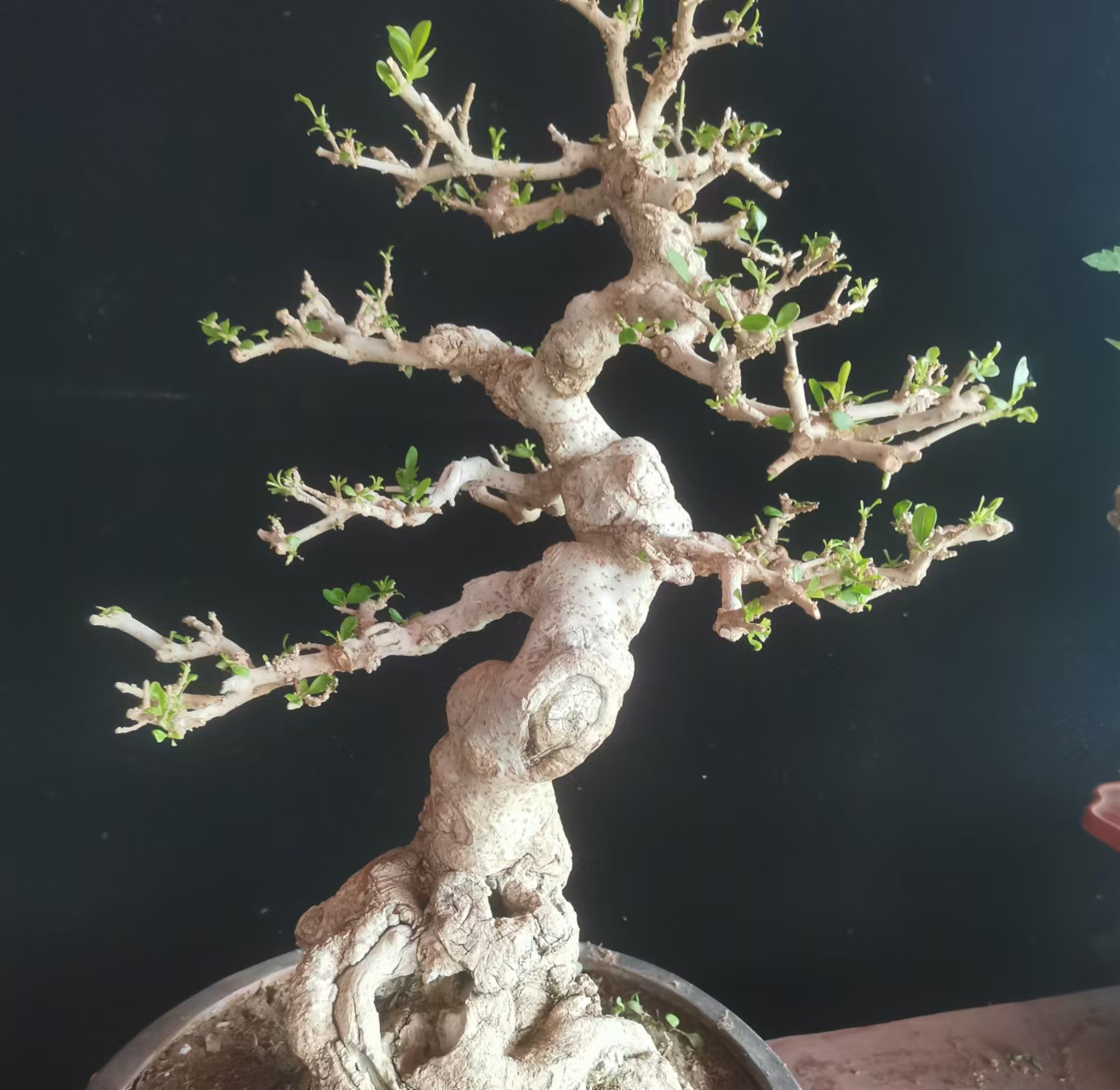 对节白蜡，黄荆，米东等（只限直播间一物一拍，请勿私自下单）