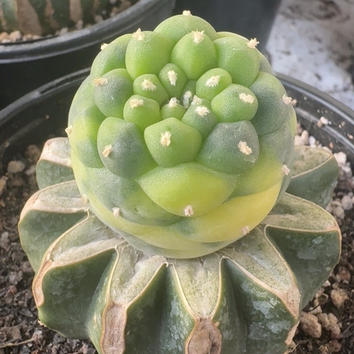 散景苗接3.8公分