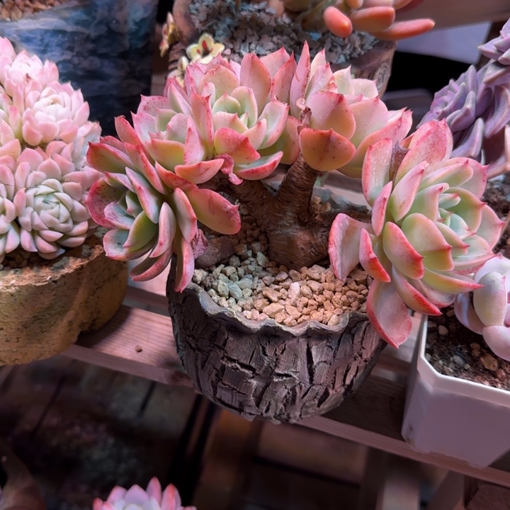 白雪公主朵朵缀多肉植物kezixin