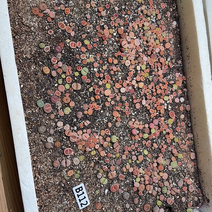 生112石花整框脱土发货不售后