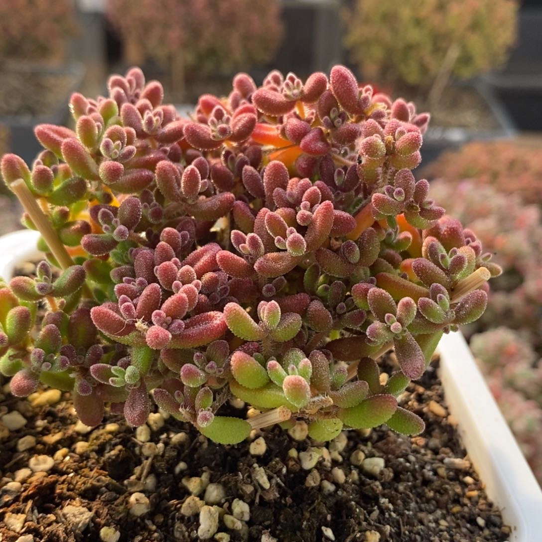 红宝石7176枝干番杏