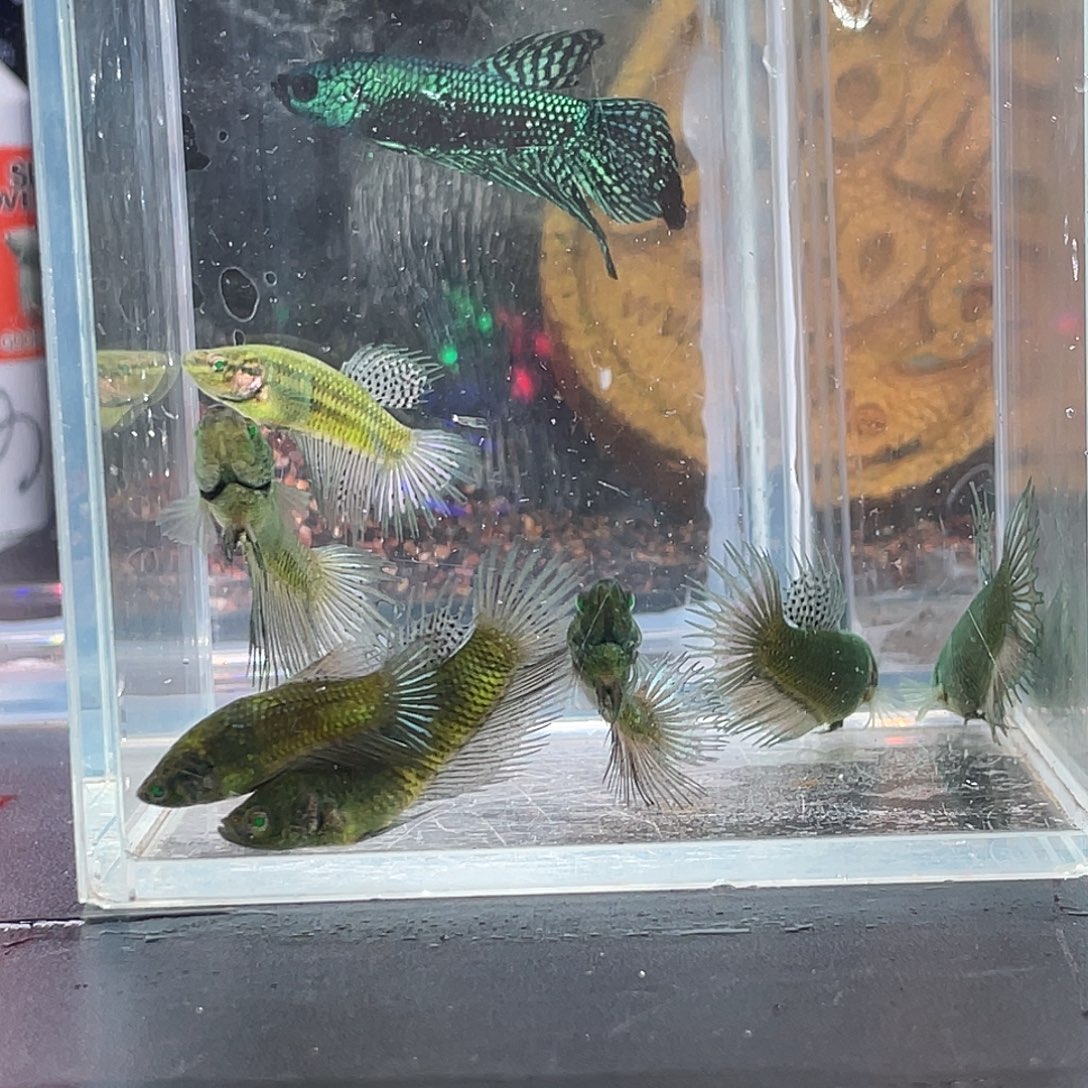 斗鱼4号13晚绿毒母6