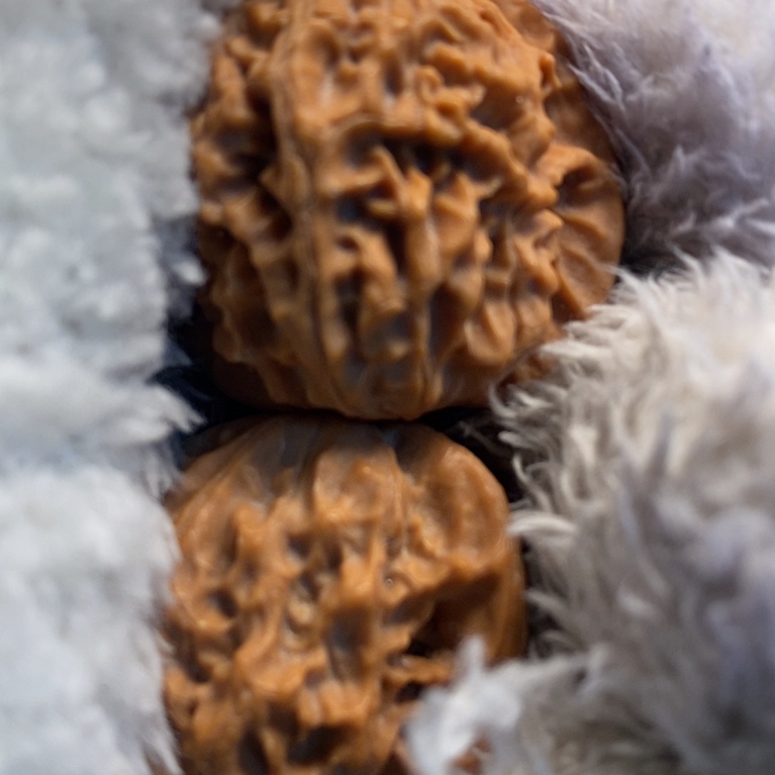 秦岭森林中发现过几株