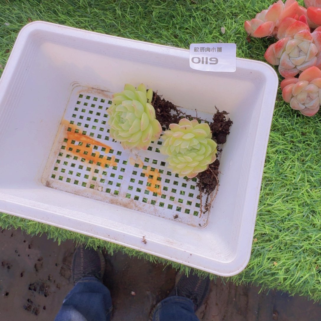 裹***光多肉植物麦秆缀0119