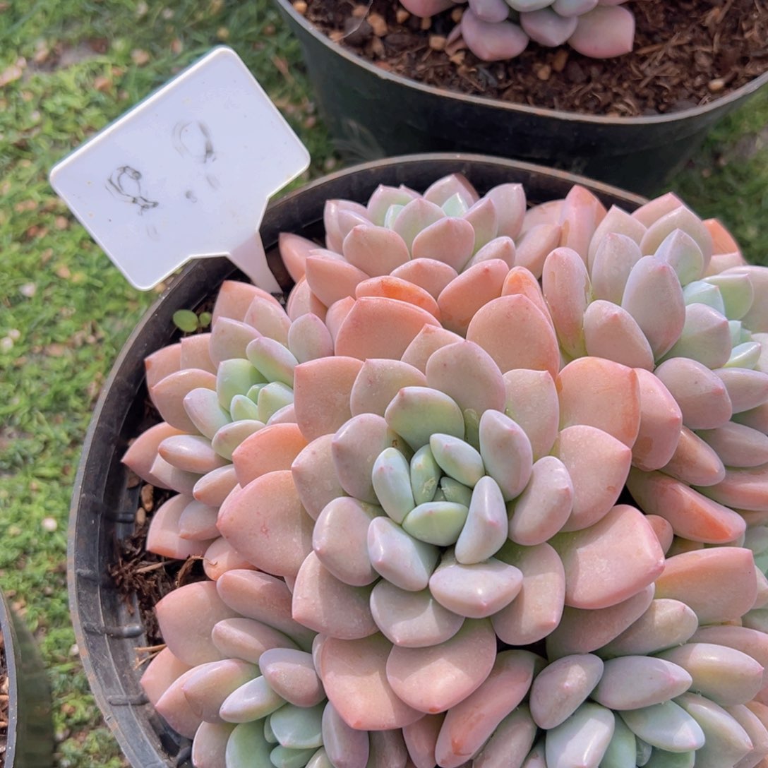 香玉的故事是一个人的