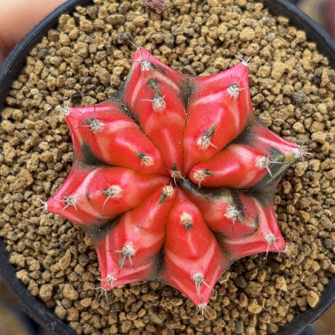 福利 樱花 米哈仙人球