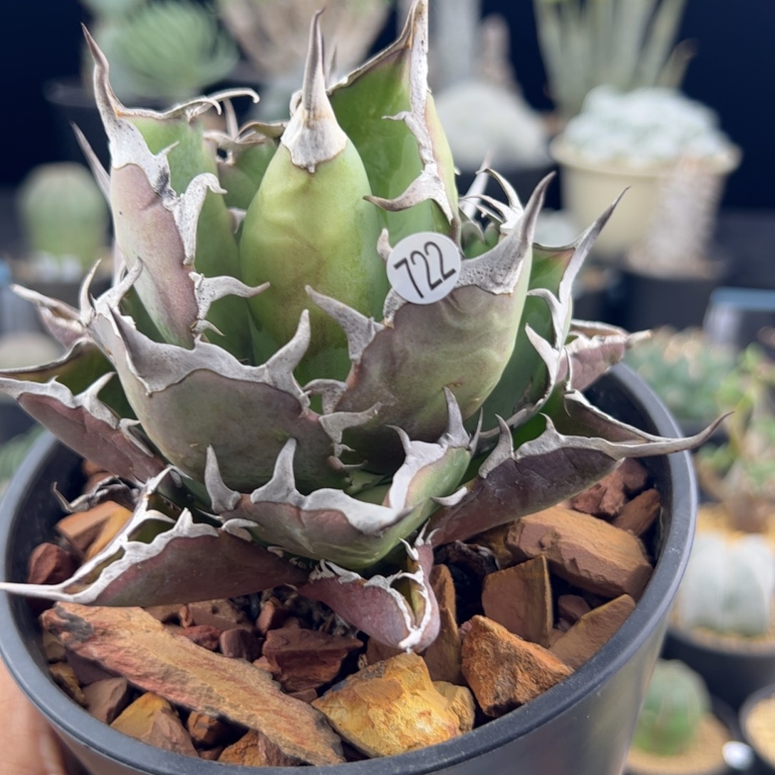 黑帝斯龙舌兰一物一拍722