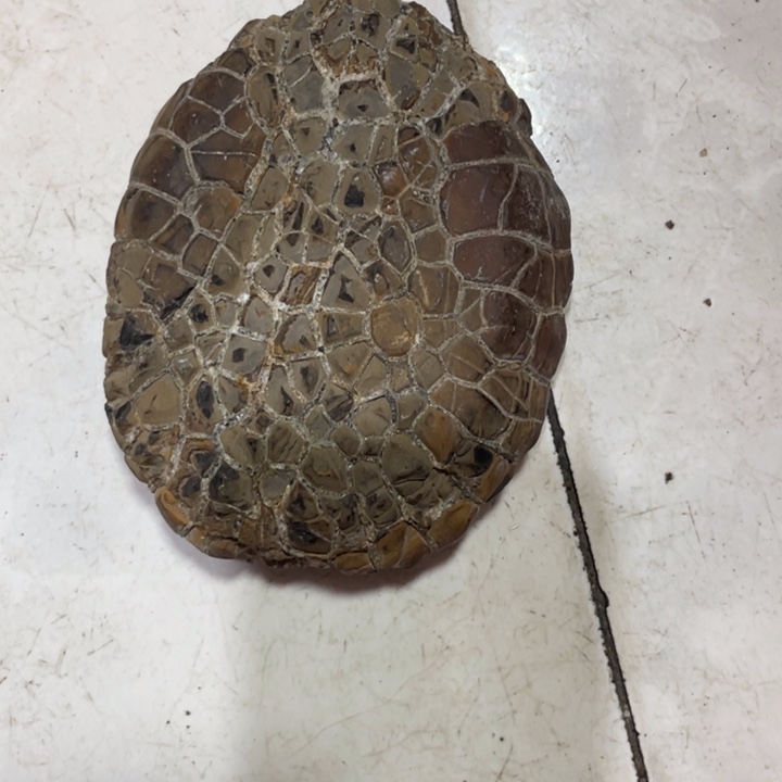 布***风核桃手串/手链龟纹石原石