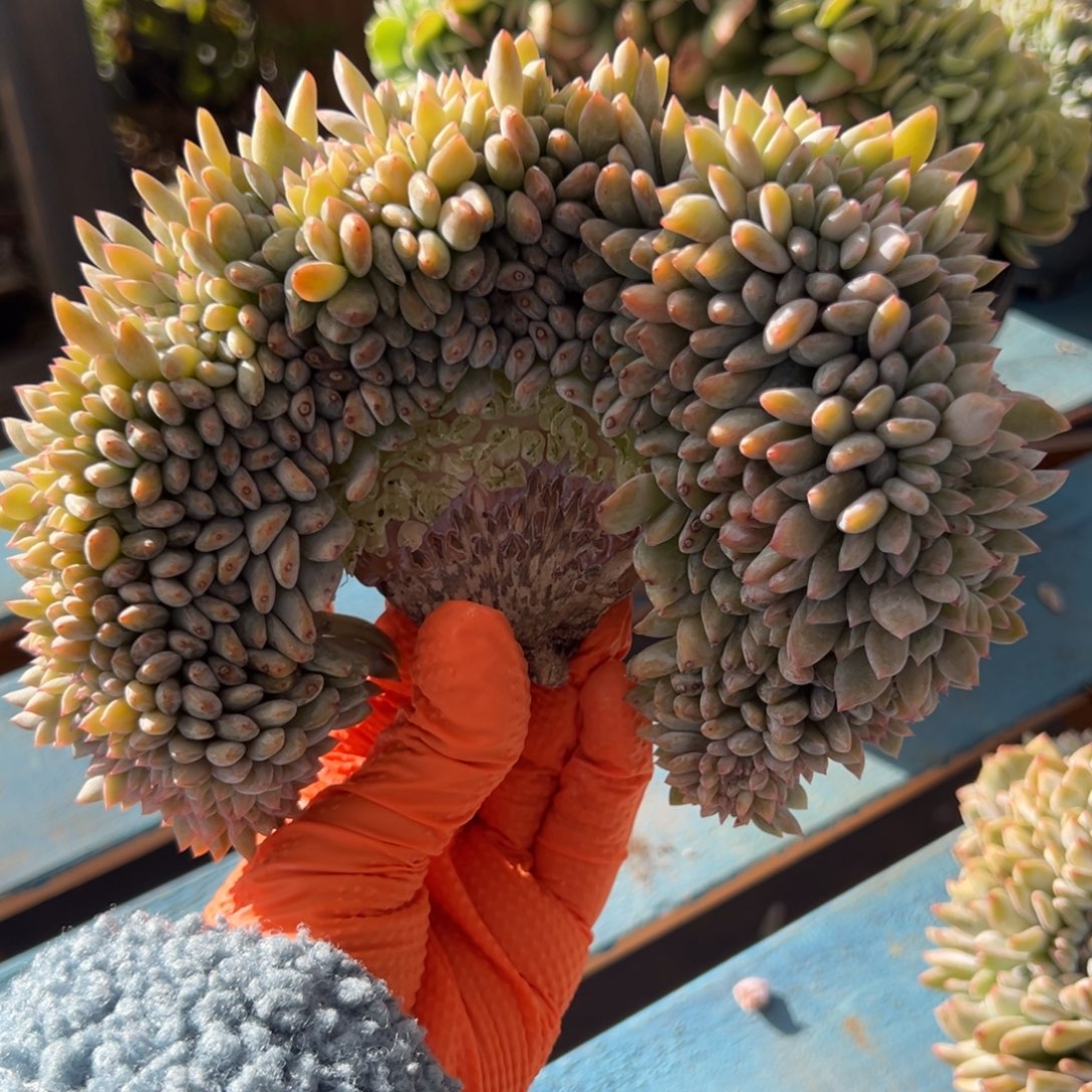 缀化呀呀呀呀呀呀呀呀