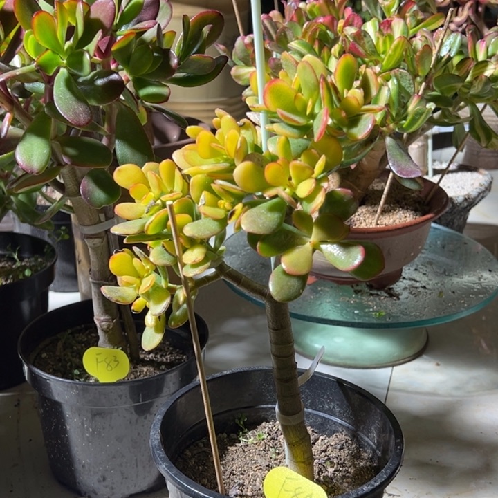 0****0F84糖果脱土发