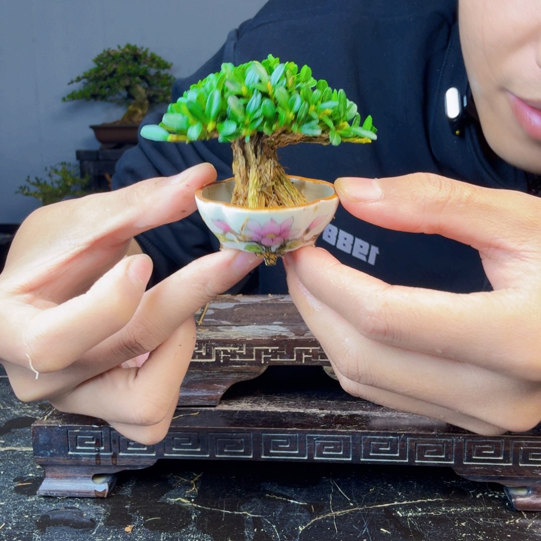 w***g无花朵黄杨盆景一物一拍