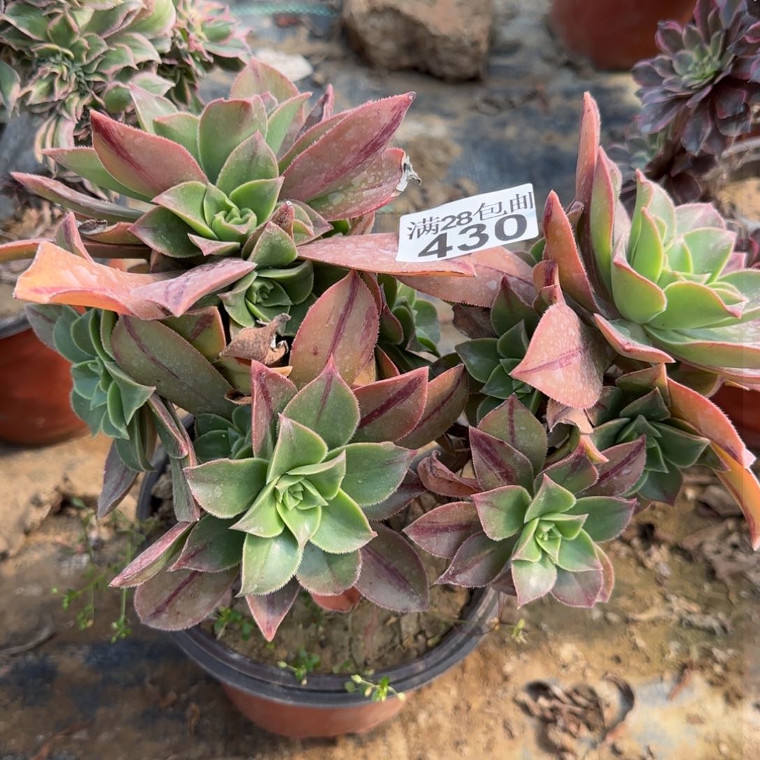 红叶多肉430满28包邮断枝不包