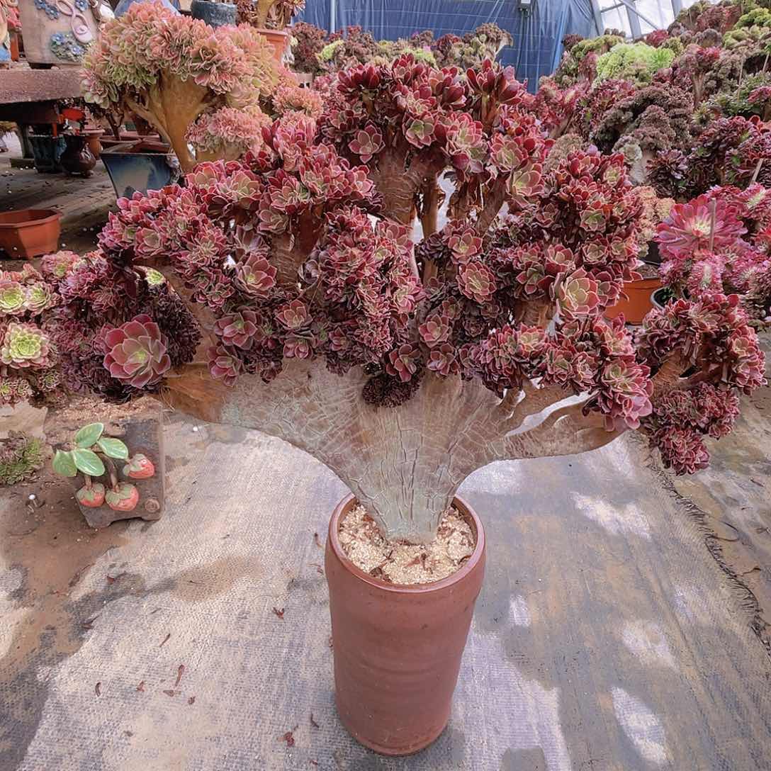 【闪购商品】无花朵梅花