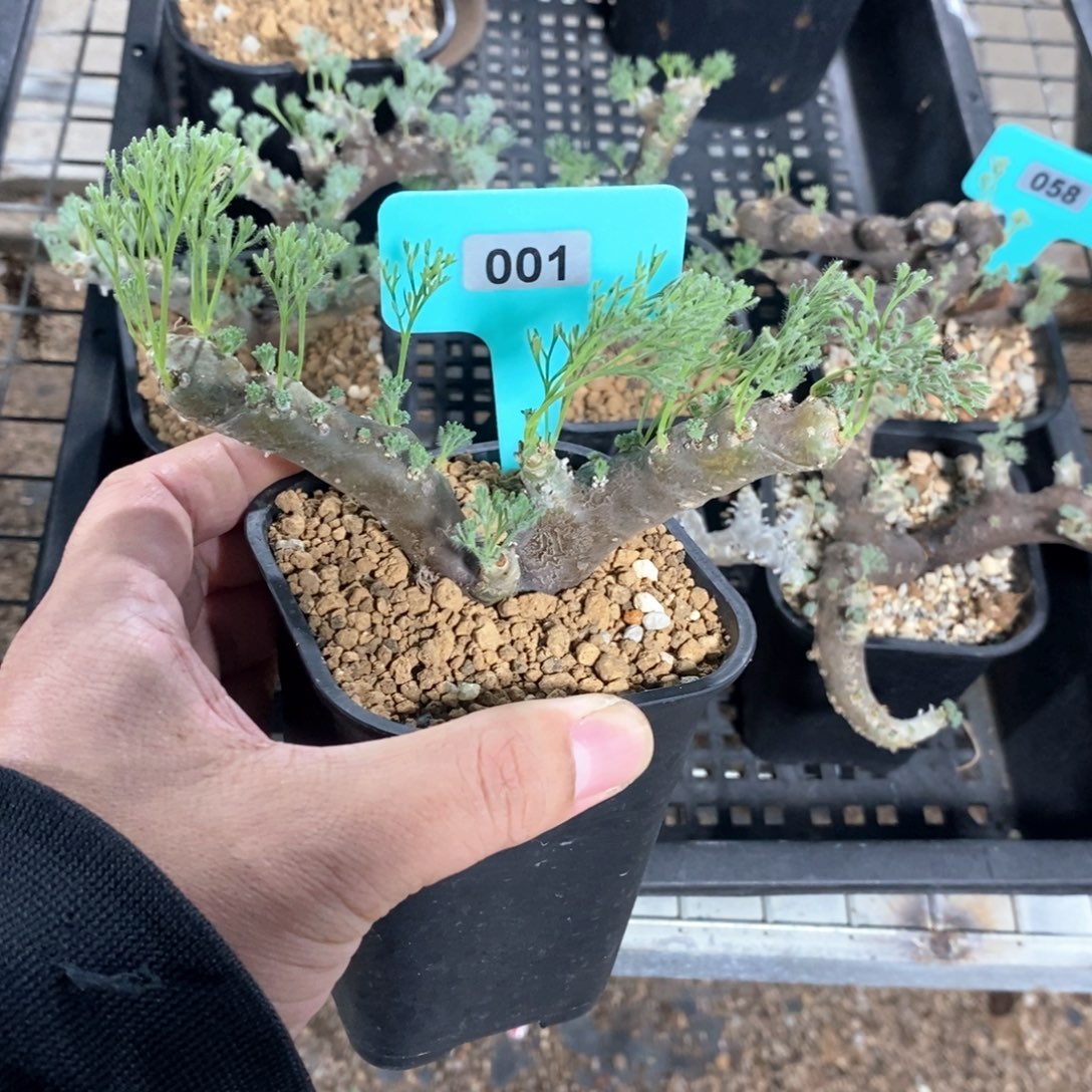 黑皮月界多肉植物