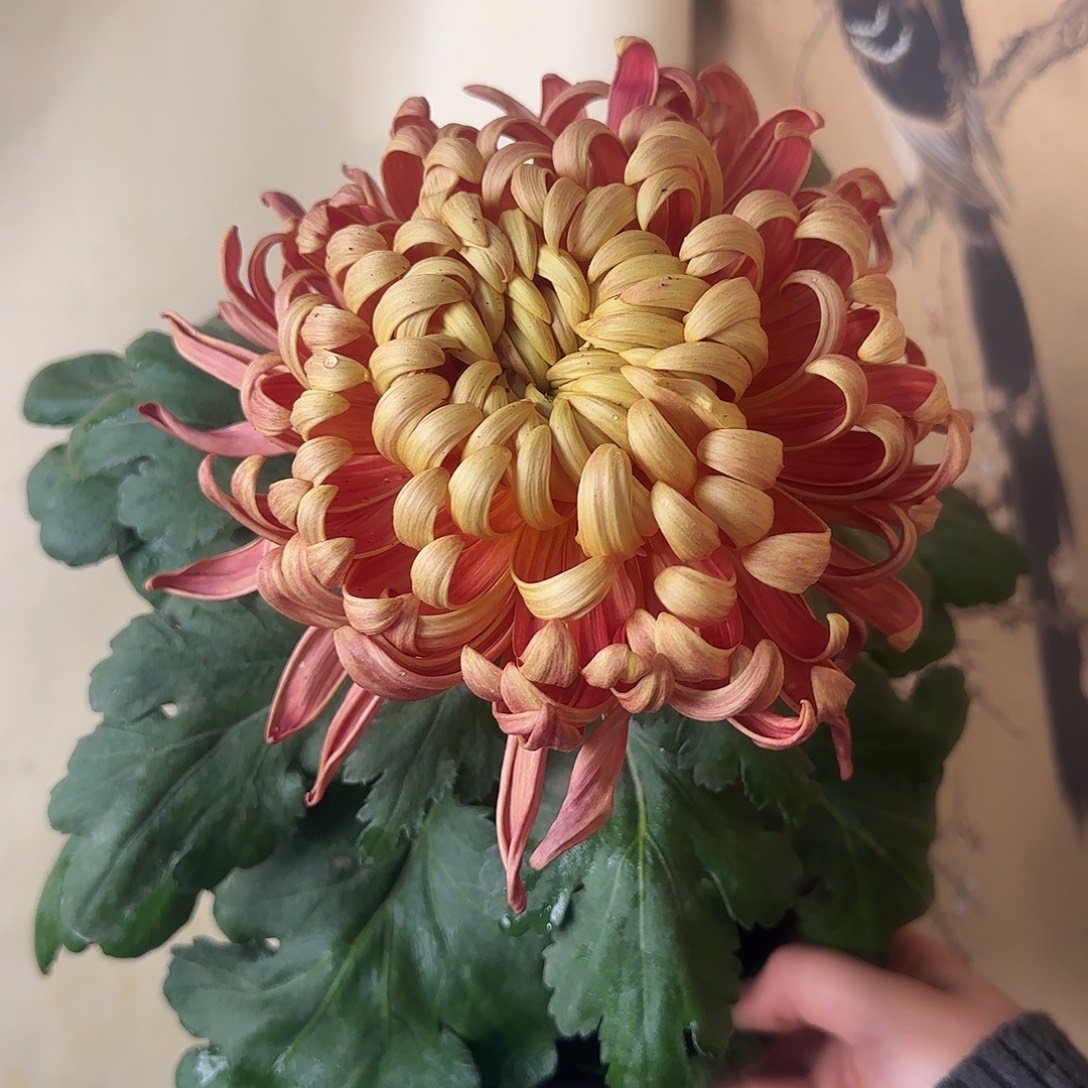 全部花朵B33333333