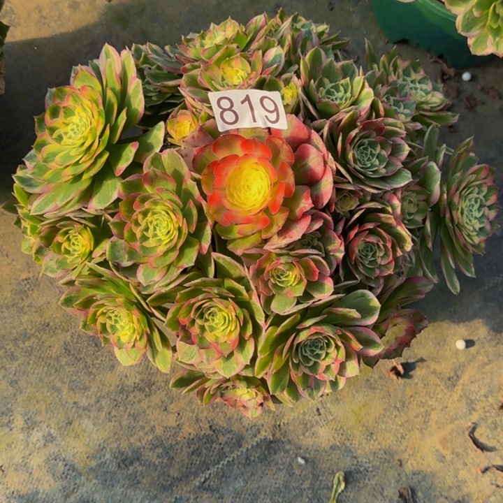 000000000000819玉芙蓉