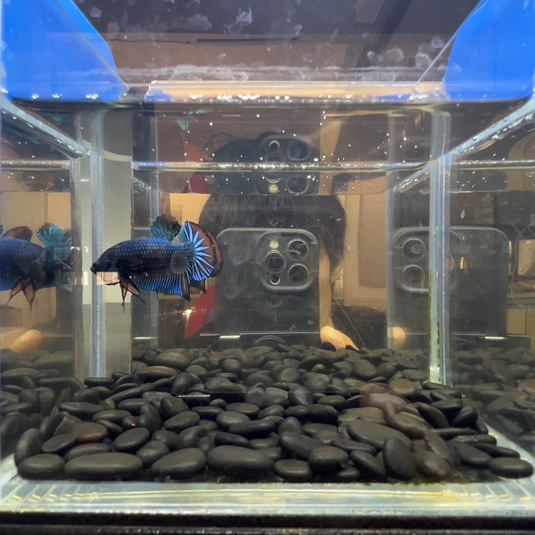 斗鱼阿浩泰斗9日75号