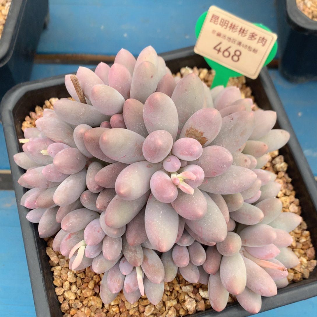 汤圆老桩无砍捧花468