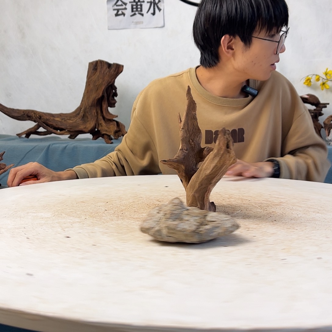 沉木造景寄居蟹造景